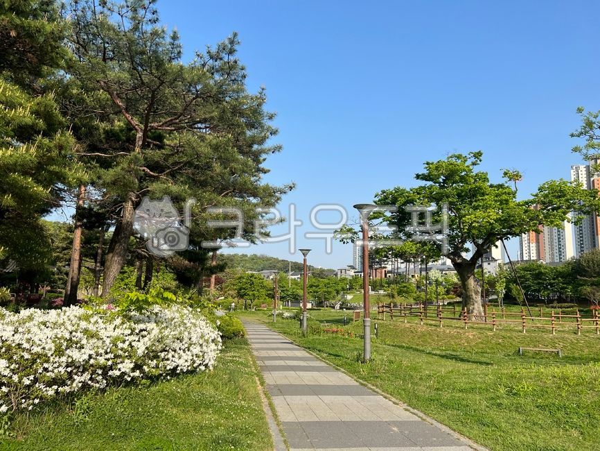 자연,도심공원,광교역사공원,산책길,산책로,공원,소나무,철쭉,가로등,정원,옥외,garden
