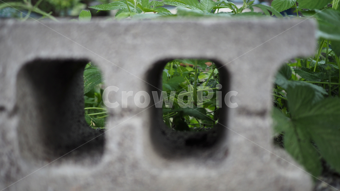 시멘트블럭,식물,도로,plant,그린