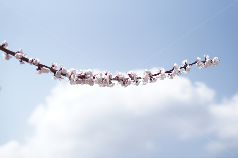 벚꽃,파랑,하늘,구름,풍경,봄,계절,spring,season,식물,자연,plants,nature,꽃,flower