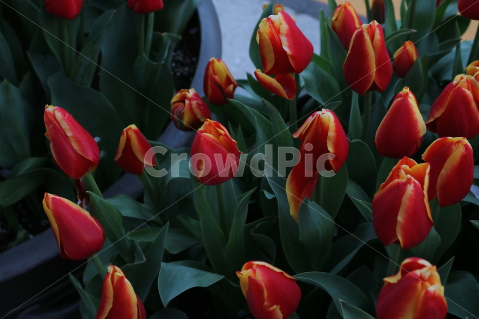 튤립,봄,꽃,tulip,다우존스
