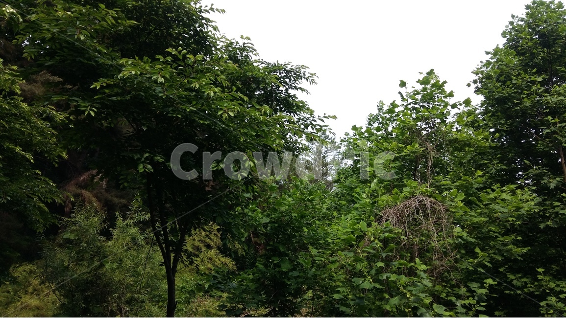 숲,나무,자연,풍경,산책,자연,풍경,nature,landscape,식물,plants,나무,trees,wood,tree,plant