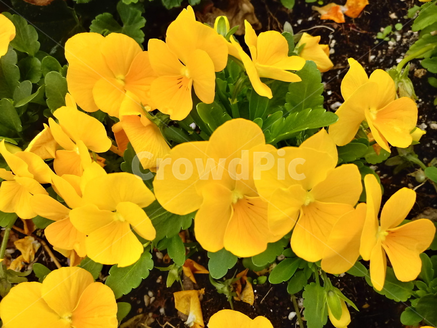 팬지,pansy,제비꽃과,한해살이풀,식물,관상용,꽃,노란색꽃