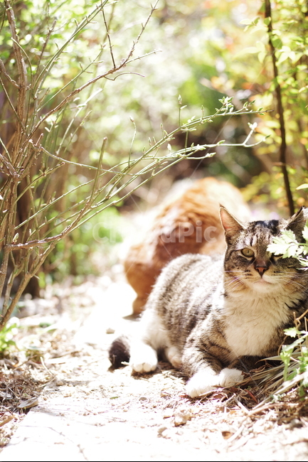 고양이,길고양이,길냥이,야생동물,애완동물,자연,생명,배경화면,바탕화면,동물,포유류,동물,animal,포유류,mammal,고양이,cat,kitten,kitty,휴식,힐링,rest,relaxation,healing