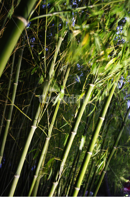 나무,식물,plant,잎,대나무,조명,빛,식물,자연,plants,nature,나무,trees,wood