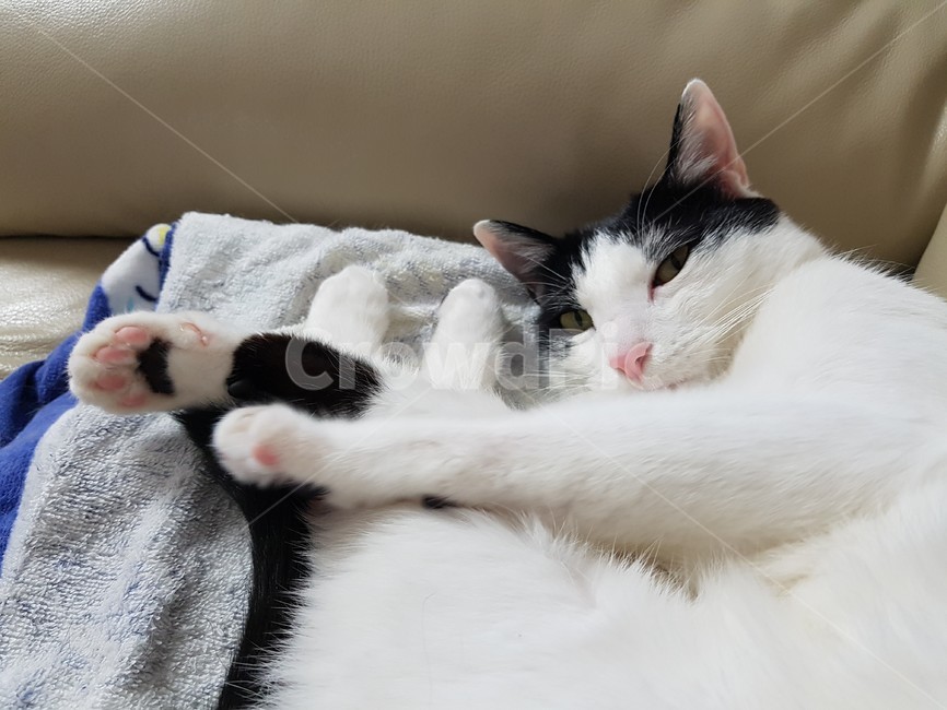 고양이,검정,흰색,검은색꼬리,핑크색코,발톱,동물,animal,포유류,mammal,고양이,cat,kitten,kitty