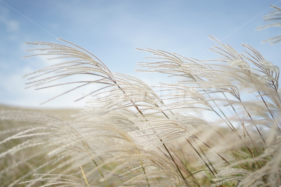 제주도,억새풀,가을,바람,하늘,제주,가을,계절,fall,autumn,season,식물,자연,plants,nature,plant,grass,잔디,animal,동물,bird,새,lawn