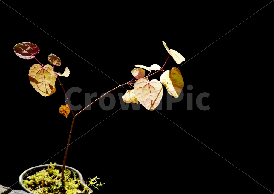 화분,나무,단풍,색감,조화,가을,햇살,식물,자연,plants,nature