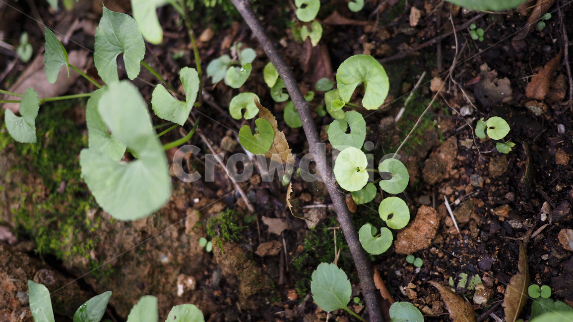 식물,잎사귀,그린,돌,plant