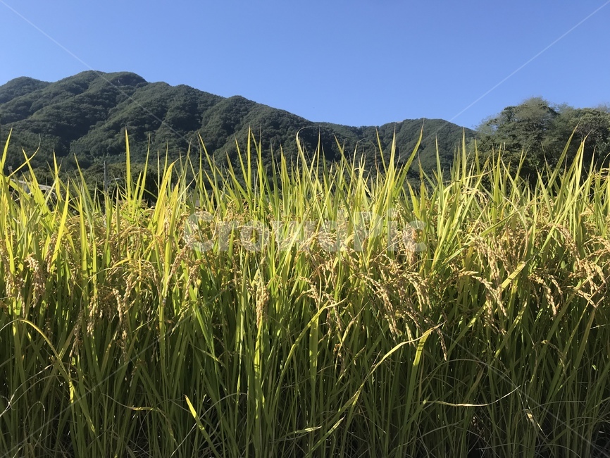 가을,추수,벼,논,쌀,산,곡류,곡식,cereals,산업,industry,industrial,농업,농사,agriculture,farming,farming industry