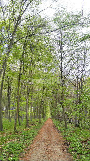 오솔길,숲길,숲,흙길,길,자연,풍경,nature,landscape,path,통로,tree,나무,plant,식물