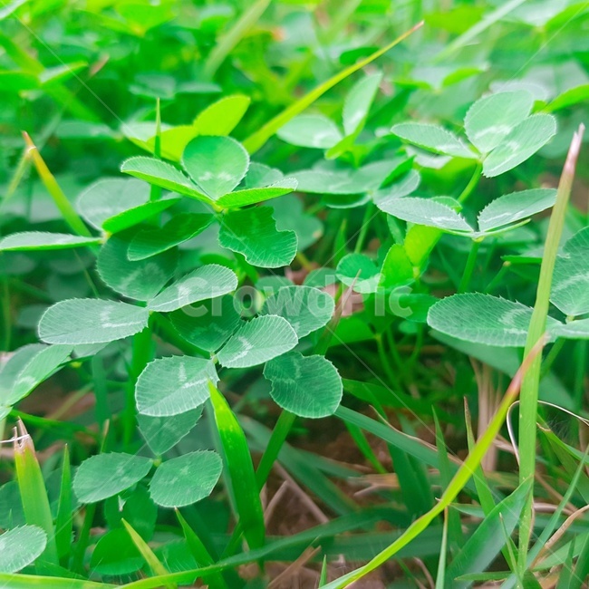 잎,식물,세잎클로버,잔디,green