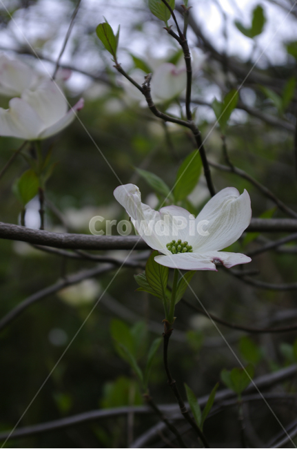 산딸나무,꽃,flower,식물,plant,식물,자연,plants,nature,꽃,flower