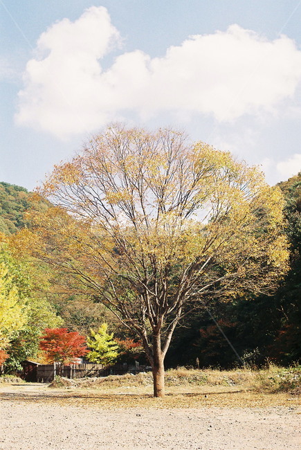 정원,백양사,순천,꽃,순천만,벚꽃,단풍,필름,나무
