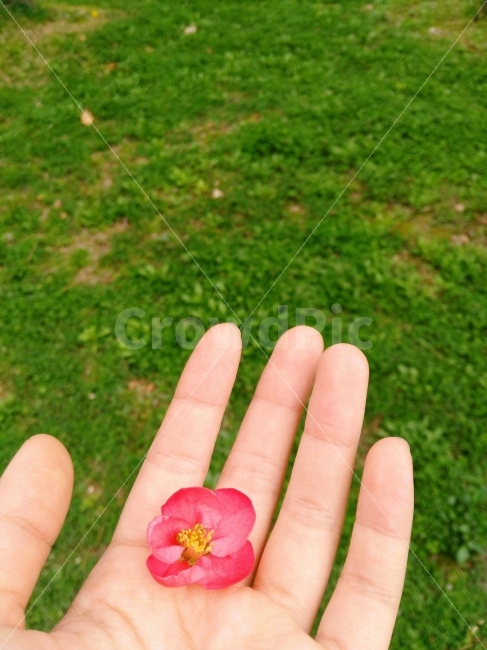 꽃,봄,손,풀,빨강,초록,배경,햇살,식물,자연,plants,nature,꽃,flower,사람,인물,인간,human,person,연출,컨셉,콘셉,direction,concept