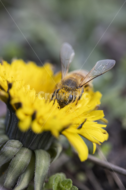 민들레,민들레꽃,노랑꽃,노랑,녹색,자연,꽃잎,벌,꿀뻘,날개,꽃가루,honeybee,동물,animal,bee,곤충,동물,animal,곤충,벌레,insect,bug