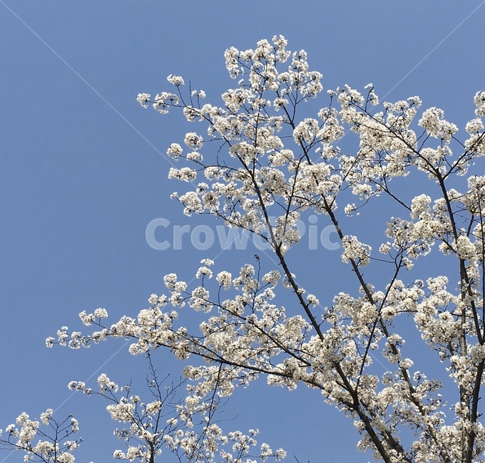 봄,벚꽃,spring,cherryblossom,sky,하늘,나무,tree,flower,봄,계절,spring,season,plant,식물,blossom,꽃,cherry blossom
