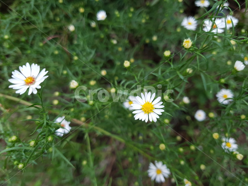 식물,꽃,데이지,들꽃,자연,들판,잡초,blossom,daisy,flower,식물,자연,plants,nature,꽃,flower