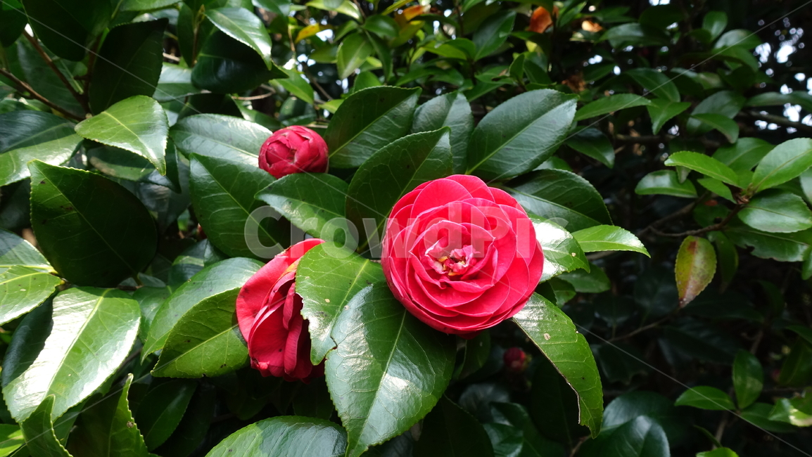 꽃,flower,camelia,plant,nature,식물,자연,blossom,꽃송이,green,red