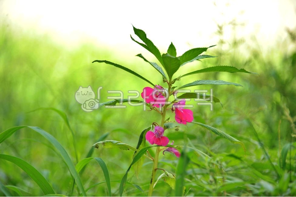 impatiens,impatiens flower,balsam,grass,plant,garden,pink flower,summer flower,flower