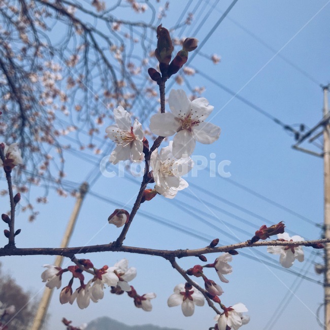 봄,벚꽃,꽃,식물,plant,flower