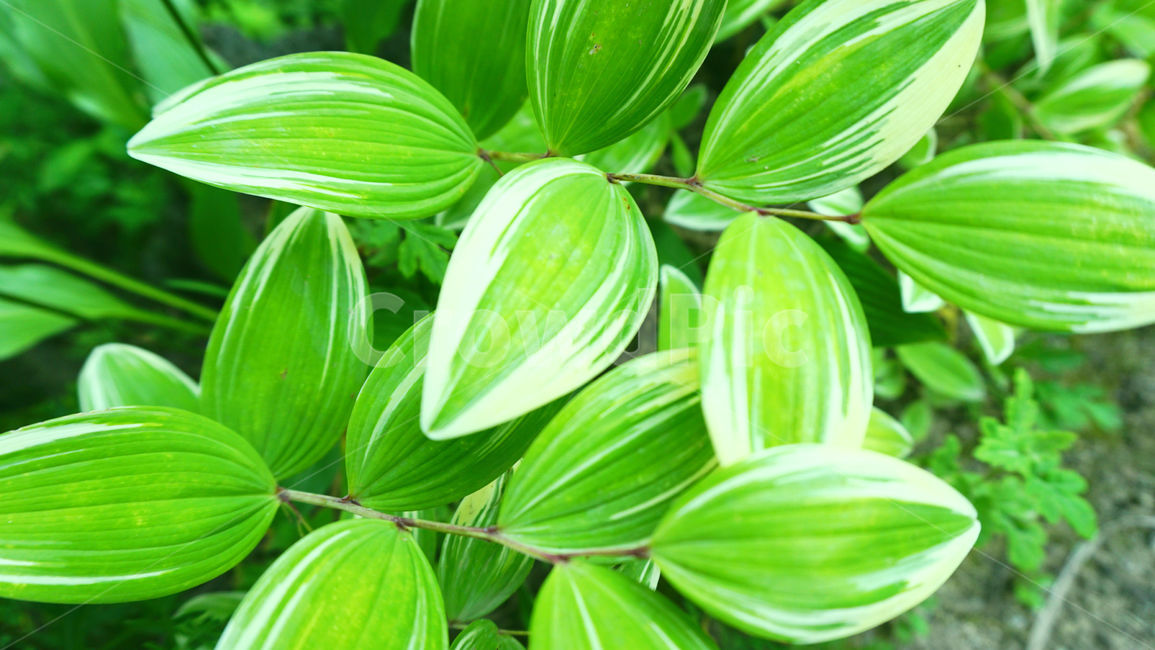 나뭇잎,잎,초록잎,줄기,자연,plant,leaf,식물,여름,싱그러운잎,초록색,연두색,배경화면