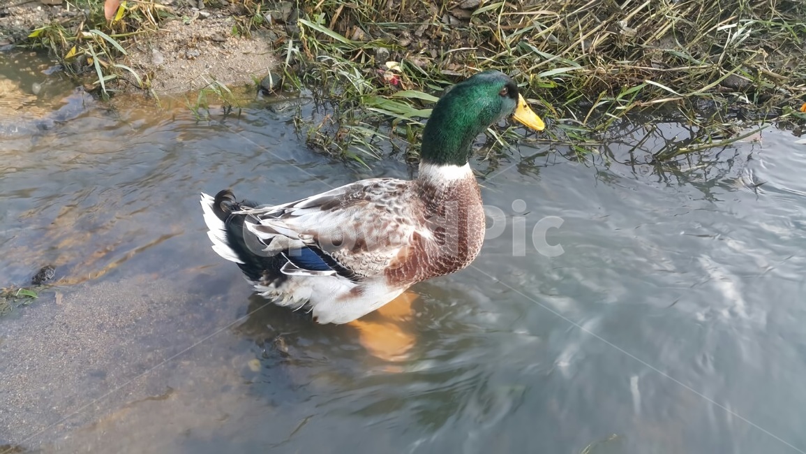 오리,청둥오리,청동오리,조류,동물,자연,duck,동물,animal,조류,새,birds