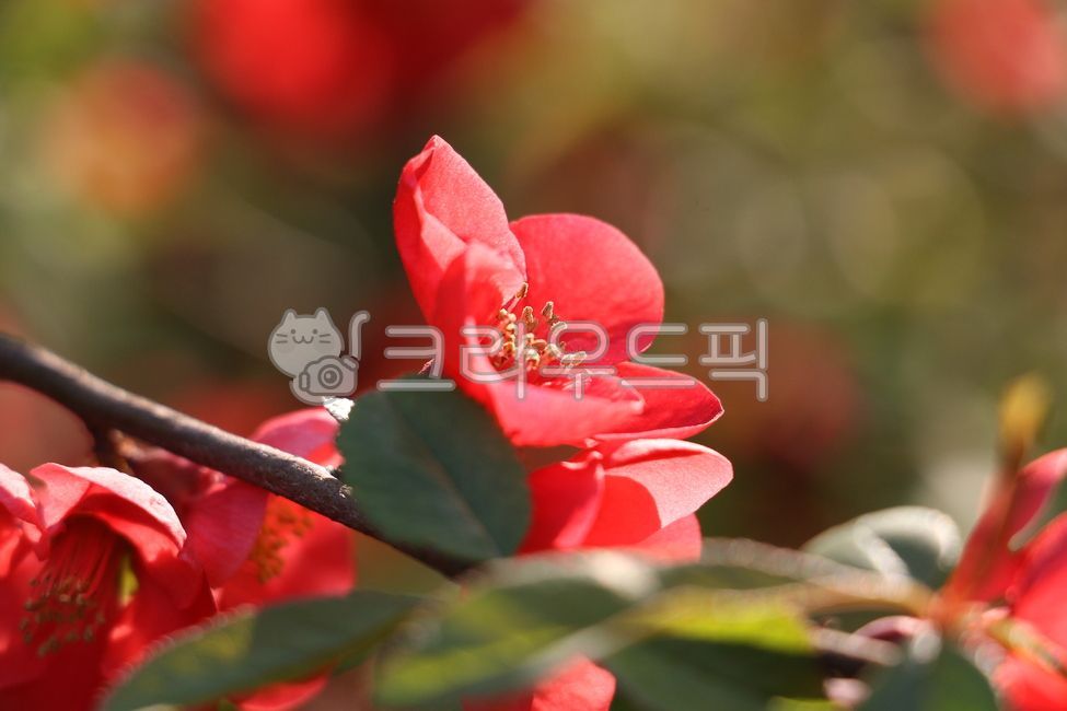 Myeongja Flower,spring,Red,language of flowers,trust,spring flowers,pudency