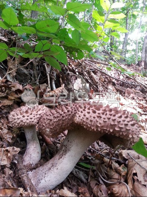 산,자연,식물,버섯,자연산버섯,식용버섯,능이,능이버섯,자연산능이버섯,진균류,fungus
