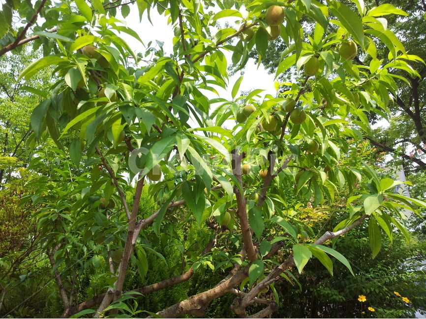 복숭아,과일,유실수,푸르름,여름,식물,자연,plants,nature,나무,trees,wood