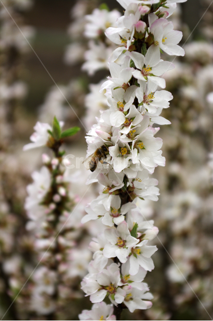 앵두꽃,꽃,flower,식물,plant,식물,자연,plants,nature,꽃,flower