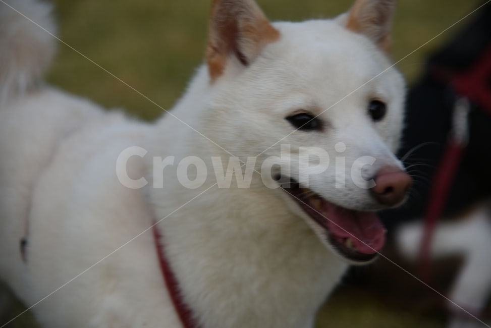 강아지,애견,반려견,강아지사진,산책,공원,동물,animal,개,강아지,dog,doggy,포유류,mammal