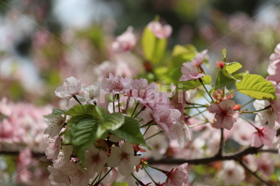 벚꽃,봄,나무,벚꽃나무,벚꽃엔딩,plant,식물,flower,blossom,꽃,식물,자연,plants,nature,꽃,flower