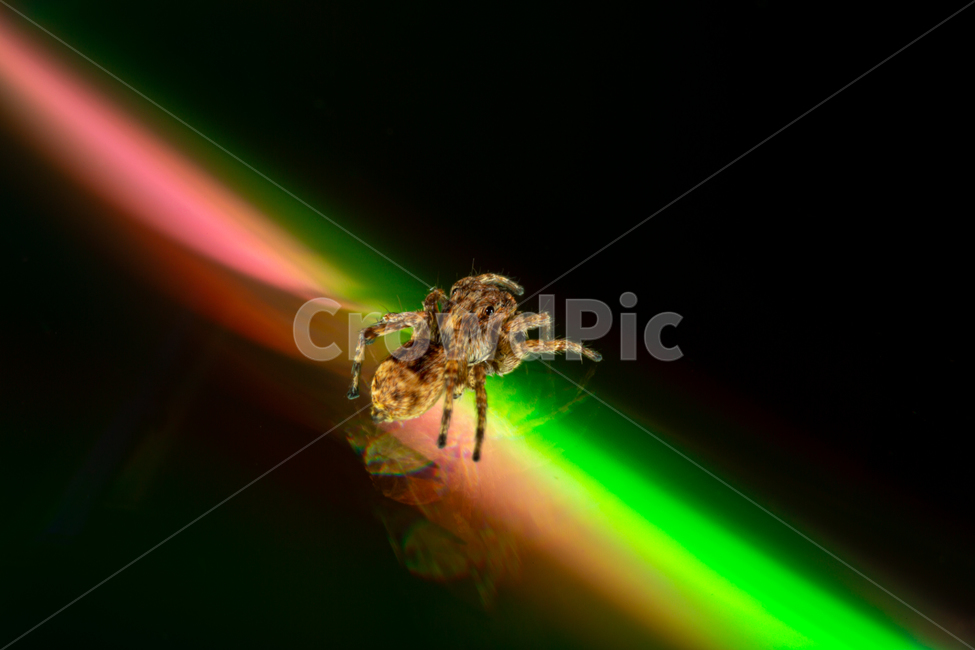 깡총거미,거미,곤충,근접촬영,접사,곤충,벌레,insect,bug