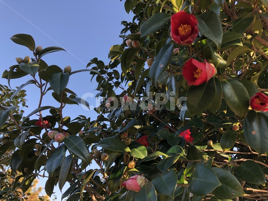 plant,식물,동백,나무,tree,동백꽃,겨울,맑음,winter