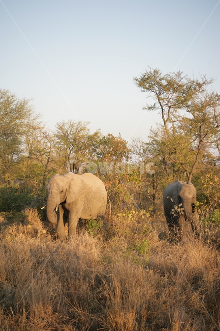 field,들,outdoors,옥외,nature,grassland,대초원,savanna,자연,목초지,야생동물,animal,elephant,코끼리,동물,동물,animal,포유류,mammal
