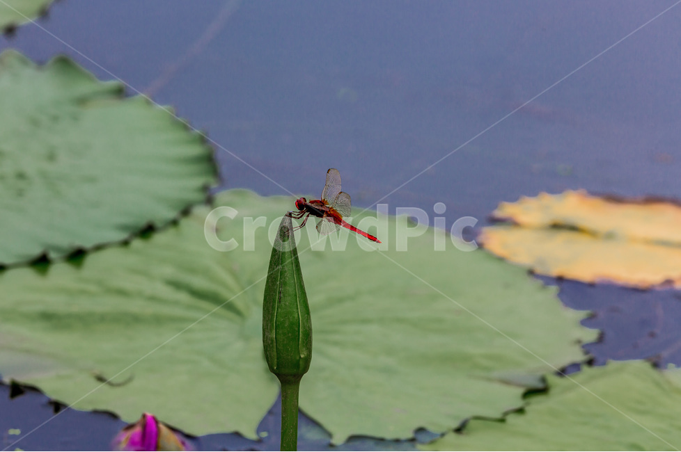 연잎,연꽃봉오리,잠자리,연못,문양,습지,동물,animal,곤충,벌레,insect,bug