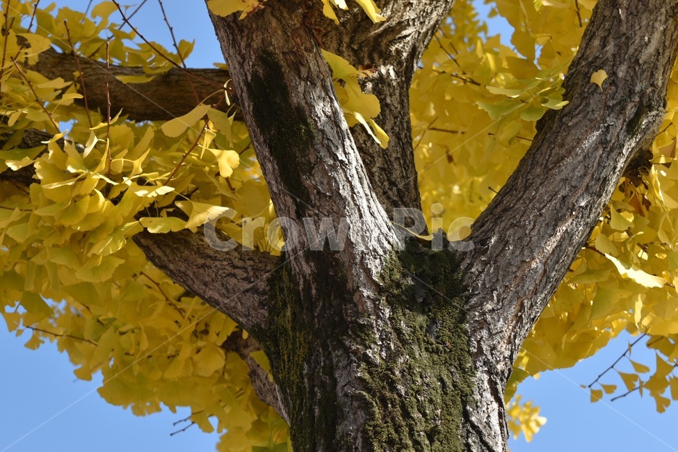 가을,은행,은행잎,노랑,은행나무,가을,계절,fall,autumn,season,식물,자연,plants,nature,나무,trees,wood,tree,plant,tree trunk,나무 줄기,leaf,잎