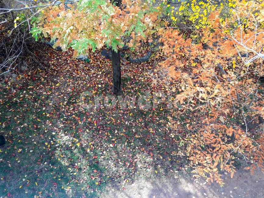 낙엽,가을,단풍,tree,fallenleaves,leaf,maple,autumncolors,fall,나무,trees,wood