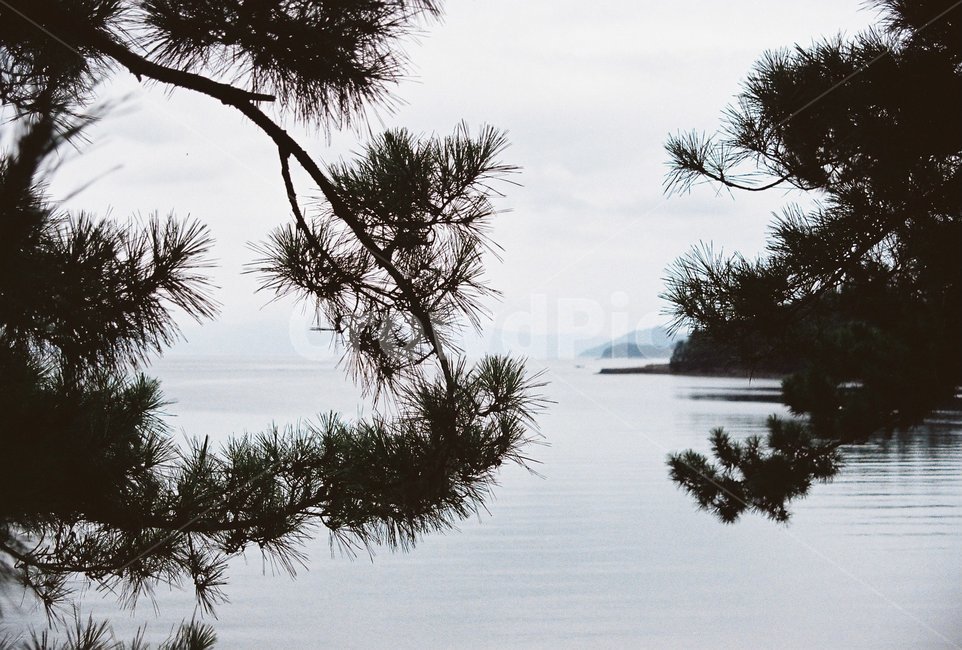 나무,자연,바다,소나무,sea