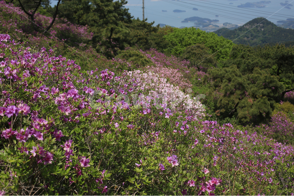 남해,남해바다,철쭉,철쭉군락지,망운산,하늘,바다,봄,5월,봄,계절,spring,season,자연,풍경,nature,landscape,한국자연풍경,한국자연경관,korea nature landscape,식물,plants,꽃,flower,plant,blossom,geranium,제라늄
