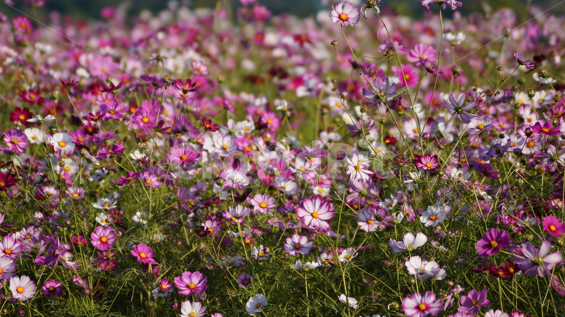 코스모스,꽃,꽃길,코스모스축제,식물,가을,계절,fall,autumn,season,식물,자연,plants,nature,꽃,flower,plant,blossom,petal,꽃잎