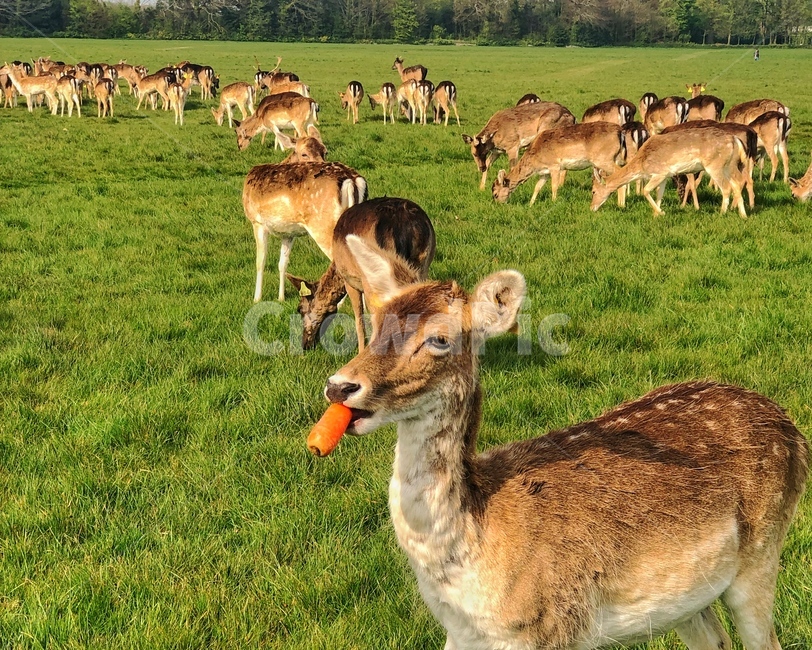 사슴,먹이,자연,들,잔디,deer,nature,field,grass,contryside,농촌,시골,야생동물,wild,공원,animal