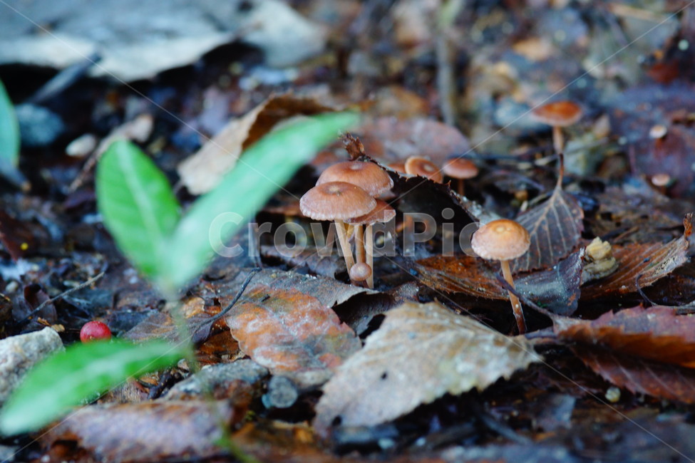 fungus,식물,mushroom,amanita,버섯,버섯,mushroom