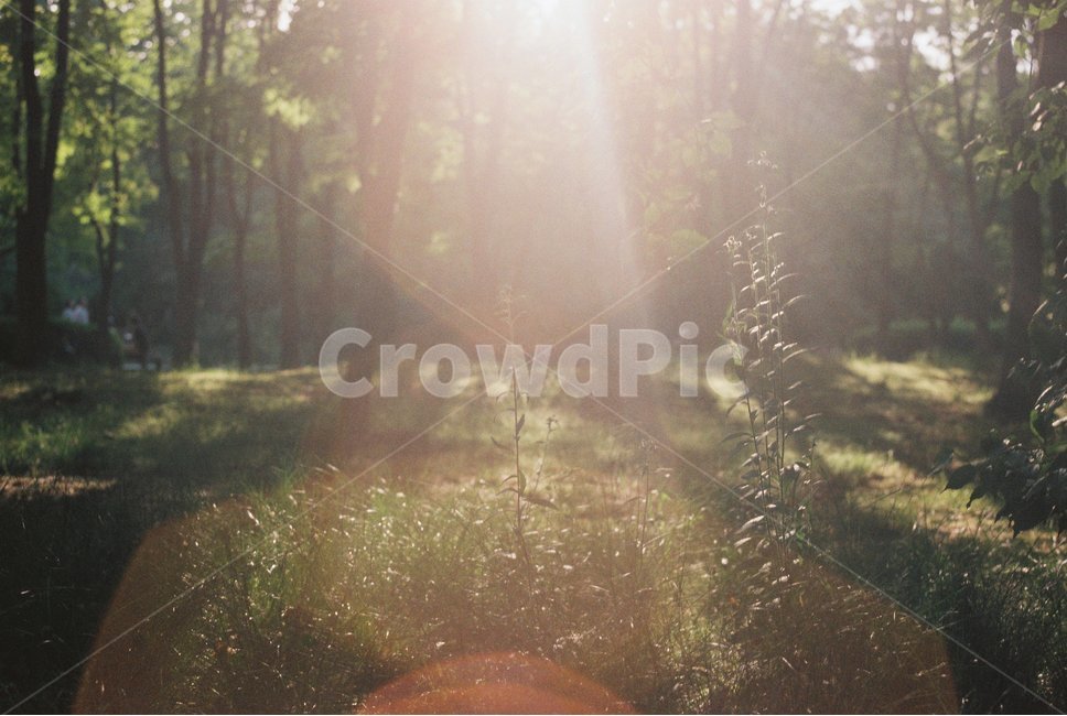 플레어,flare,햇빛,sunshine,나무,숲,forest,식물,자연,plants,nature,휴식,힐링,rest,relaxation,healing