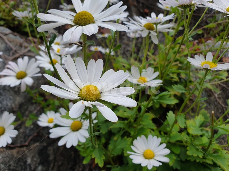 plant,식물,flower,꽃,blossom,데이지,daisy,식물,자연,plants,nature,꽃,flower