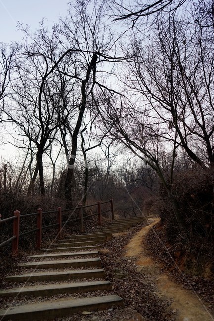 계단,길,숲길,나무,가지,겨울산,산책길,하늘배경,겨울,자연,하늘,식물,마른잎,숲,분위기,감성,겨울나무,쓸쓸함,외로움,고요,나뭇가지,계절,풍경,자연,풍경,nature,landscape,banister,난간,handrail,path,통로