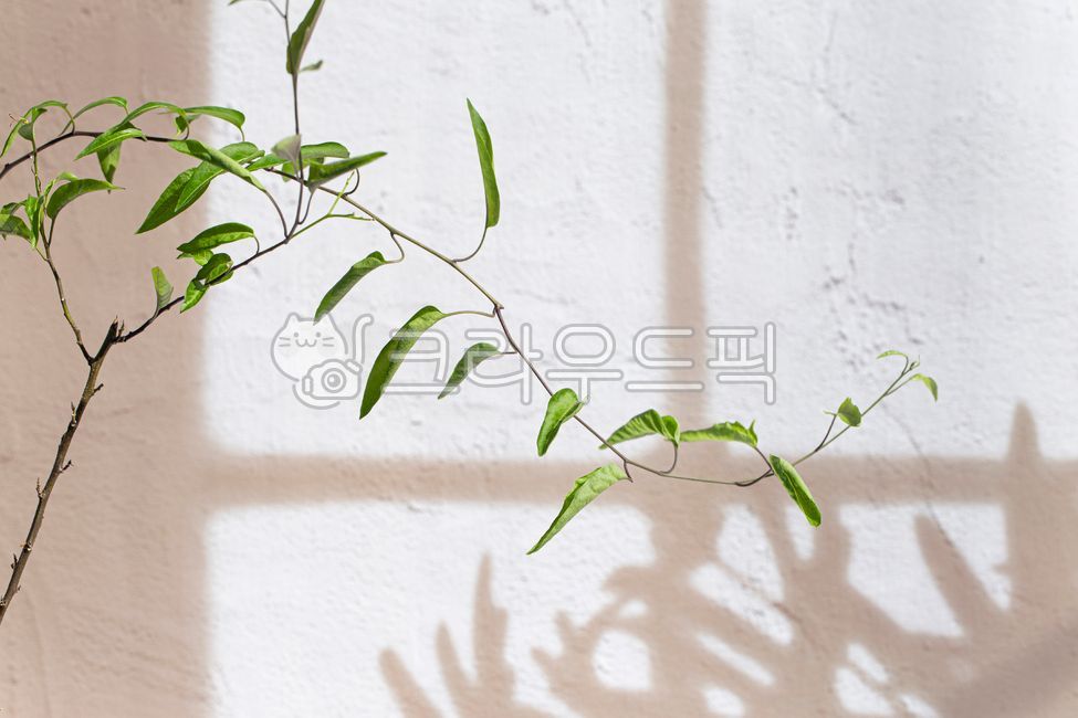 shadow,shadow background,Shooting background,shadow mockup,window shadow,gray,shadow effect,shadow source,background,plant,window,background shadow,frame