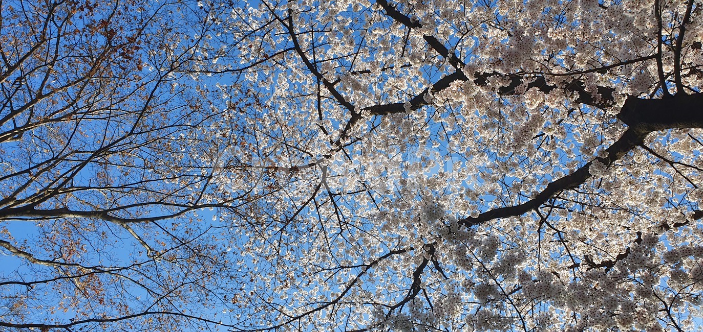 벚꽃,식물,하늘,봄,plant