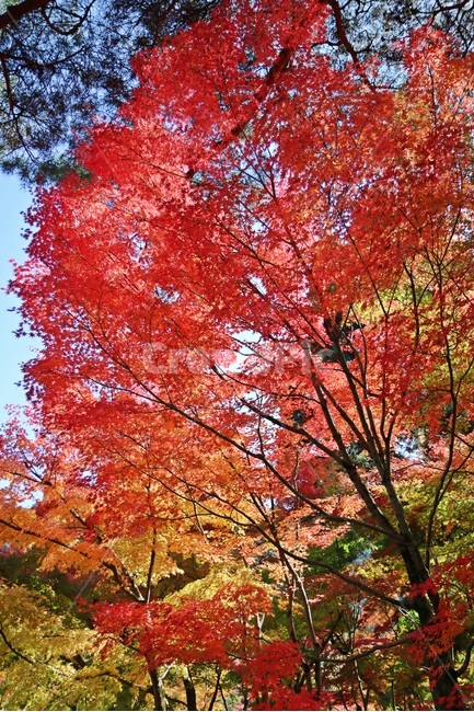 단풍,maple,mapletree,단풍나무,가을단풍,가을,계절,fall,autumn,season,식물,자연,plants,nature,나무,trees,wood,plant,leaf,잎,tree