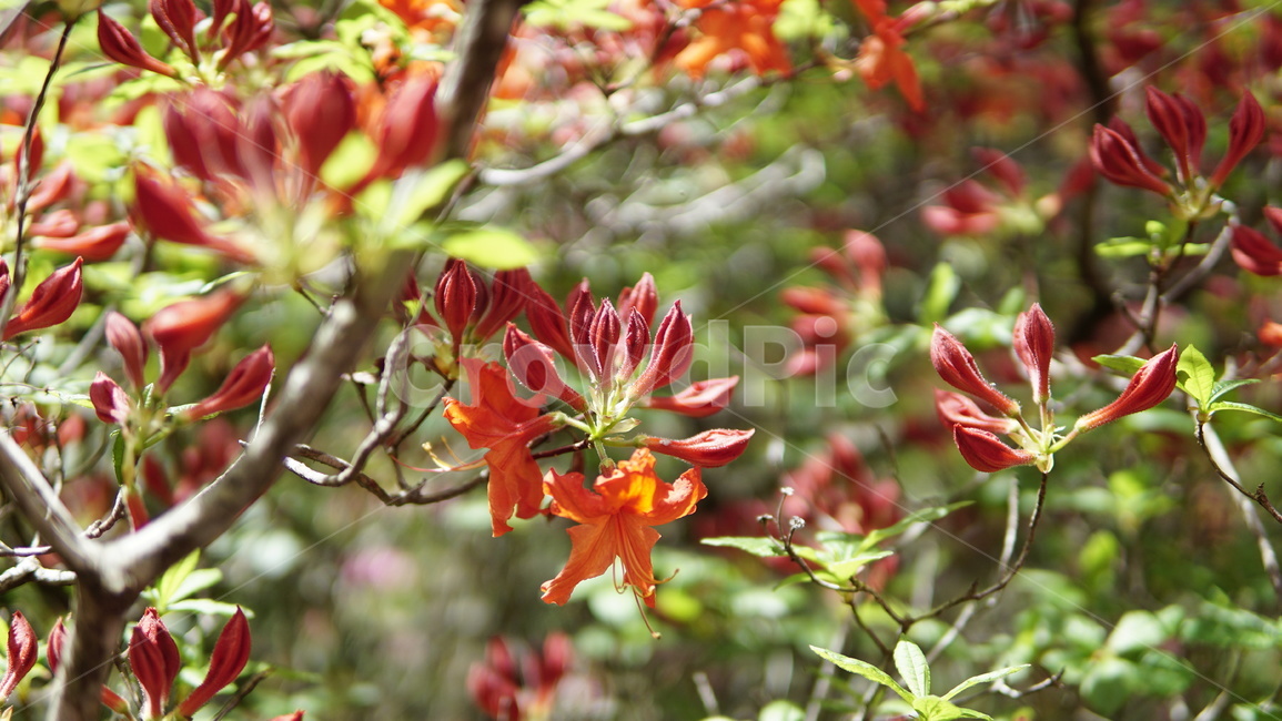 식물,꽃,자연,plant,leaf,잎,식물,자연,plants,nature,꽃,flower